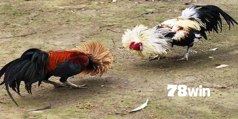 Top 5 Giống Gà Tre Đá Được Ưa Chuộng Nhất Việt Nam 2024 5 Khái niệm về dòng gà tre đá hấp dẫn