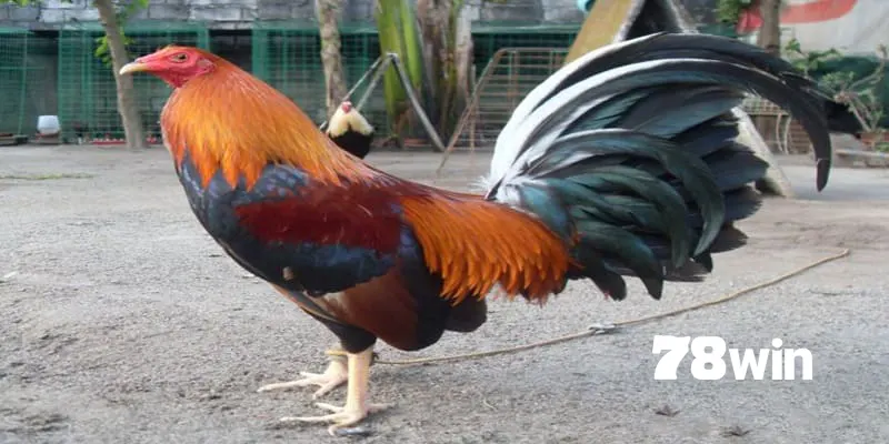 Top 5 Giống Gà Tre Đá Được Ưa Chuộng Nhất Việt Nam 2024 6 Gà tre đá - Rất được ưa chuộng tại Việt Nam