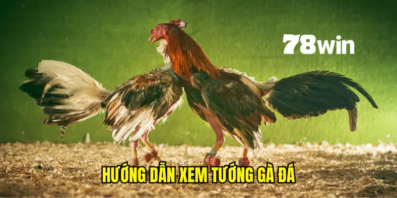 Chỉ dẫn chi tiết cách soi tướng chiến kê giống tốt